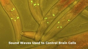 Sound Waves Used to Control Brain Cells