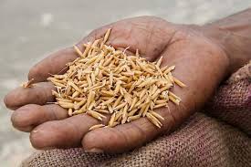 Long-Grain Rice Seed Market 