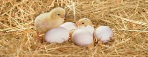 Poultry Feed Premix Market 