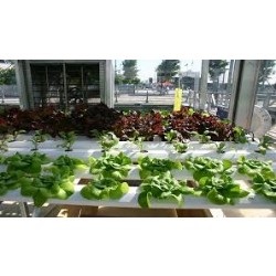 Hydroponic Growth Medium and Nutrient Market