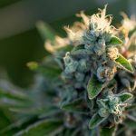 How To Best Promote Your CBD Flowers